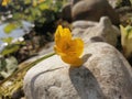 Marsh-marigold flower take a break on the stone Royalty Free Stock Photo
