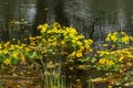 Marsh marigold flowers blooming Royalty Free Stock Photo