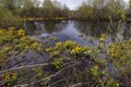 Marsh marigold flowers blooming Royalty Free Stock Photo