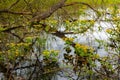 Marsh marigold flowers blooming Royalty Free Stock Photo