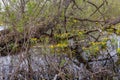 Marsh marigold flowers blooming Royalty Free Stock Photo