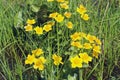 Marsh Marigold flowers. Caltha palustris growing in swamp. Spring flowers Royalty Free Stock Photo