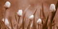 Marsh marigold flowers grow in a spring field, brown tone. Royalty Free Stock Photo