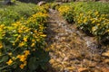 Marsh marigold flowers Royalty Free Stock Photo