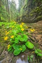 Marsh marigold flowers in Hybicka tiesnava gorge during spring Royalty Free Stock Photo