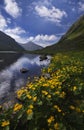 Marsh marigold flowers at Rackove pleso lake, West Tatras Royalty Free Stock Photo