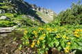 Marsh marigold flowers at Spalena dolina valley Royalty Free Stock Photo