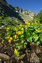 Marsh marigold flowers at Spalena dolina valley Royalty Free Stock Photo