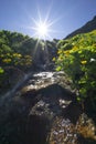 Marsh marigold flowers at Spalena dolina valley Royalty Free Stock Photo