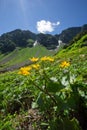 Marsh marigold flowers at Spalena dolina valley Royalty Free Stock Photo