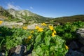 Marsh marigold flowers at Spalena dolina valley Royalty Free Stock Photo