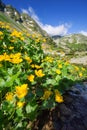 Marsh marigold flowers at Spalena dolina valley Royalty Free Stock Photo