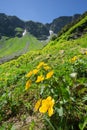 Marsh marigold flowers at Spalena dolina valley Royalty Free Stock Photo