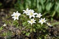 Marsh marigold flowers in the spring garden. Royalty Free Stock Photo