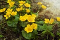 Marsh marigold flowers during spring time. Royalty Free Stock Photo