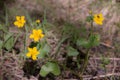Marsh marigold in forest Royalty Free Stock Photo