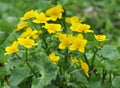 Marsh Marigold