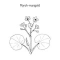 Marsh Marigold or Kingcup Caltha palustris