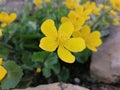 Marsh-marigold or kingcup flower Royalty Free Stock Photo