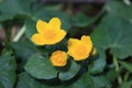 Marsh marigold or kingcup flower Royalty Free Stock Photo