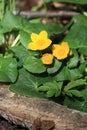 Marsh marigold or kingcup flower Royalty Free Stock Photo