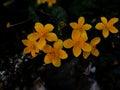 Marsh-marigold or kingcup flower