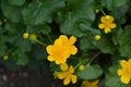 Marsh Marigold Royalty Free Stock Photo
