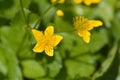 Marsh Marigold Royalty Free Stock Photo