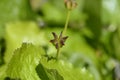 Marsh Marigold Royalty Free Stock Photo