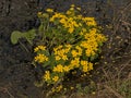 Marsh marigold plant with bright yellow flowers - Caltha palustris Royalty Free Stock Photo