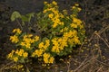 Marsh marigold plant with bright yellow flowers - Caltha palustris Royalty Free Stock Photo