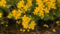 Marsh marigold plant with bright yellow flowers - Caltha palustris Royalty Free Stock Photo