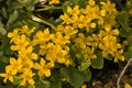 Marsh marigold plant with bright yellow flowers - Caltha palustris Royalty Free Stock Photo