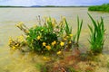 Marsh marigold plant at edge of lake Royalty Free Stock Photo