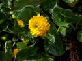 Bright yellow marsh marigolds in my garden pond are the first flowers of Spring in Lancashire England. Royalty Free Stock Photo