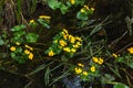 Marsh marigold. Spring flower. Royalty Free Stock Photo