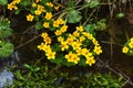 Marsh marigold. Spring flower. Royalty Free Stock Photo