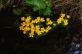 Marsh marigold. Spring flower. Royalty Free Stock Photo