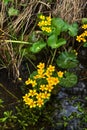 Marsh marigold. Spring flower. Royalty Free Stock Photo