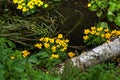 Marsh marigold. Spring flower. Royalty Free Stock Photo