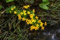 Marsh marigold. Spring flower. Royalty Free Stock Photo