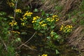 Marsh marigold. Spring flower. Royalty Free Stock Photo