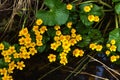 Marsh marigold. Spring flower. Royalty Free Stock Photo