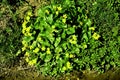 Marsh-marigold, spring flower in Germany Royalty Free Stock Photo