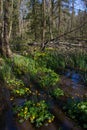 Marsh marigold in spring Royalty Free Stock Photo