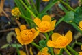 Marsh marigold with three flowers Royalty Free Stock Photo