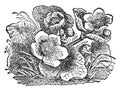 Marsh Marigold vintage illustration