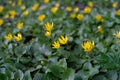 Marsh marsh marigold (Caltha palustris). Blooming yellow flowers against a background of green leaves Royalty Free Stock Photo