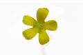 Marsh Marigold Yellow Flower Isolated on white