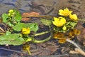 Marsh marigold with yellow flowers growing in the water Royalty Free Stock Photo